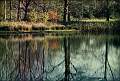 Thornham Woods - Autumn Reflections